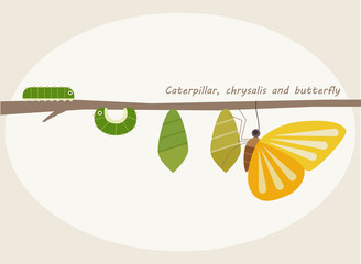 insect butterfly step illustration - obrazy, fototapety, plakaty