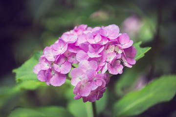 Fototapeta premium Pink Hydrangea flower in Japan