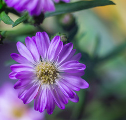 The close up shot of the beautiful blooming flower