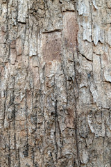 Tree bark texture background