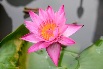 lotus flower in the garden