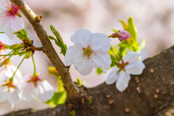 京都の桜