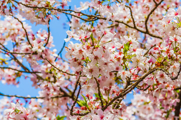 京都の桜