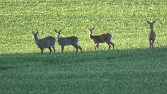 Four roe deer on spring wheat field in morning