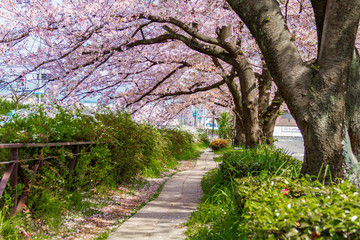 Fototapeta premium 京都の桜