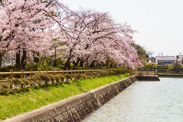 京都の桜