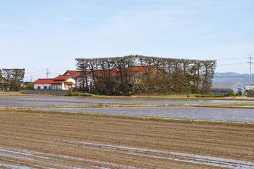 Obraz premium 出雲平野の築地松