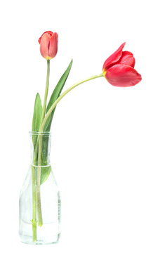 Two red tulips freshly harvested in a glass vase isolated on white background