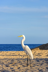 White heron on the sands of the beach