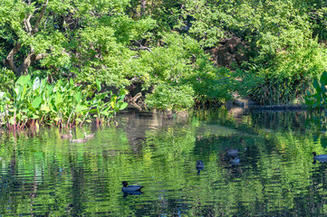 Ducks on pond