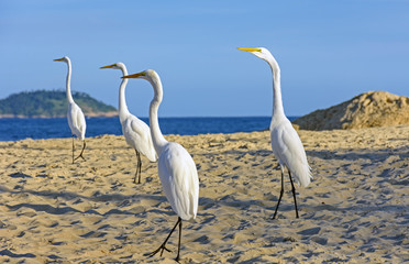 Obraz premium White heron on the sands of brazilian beach