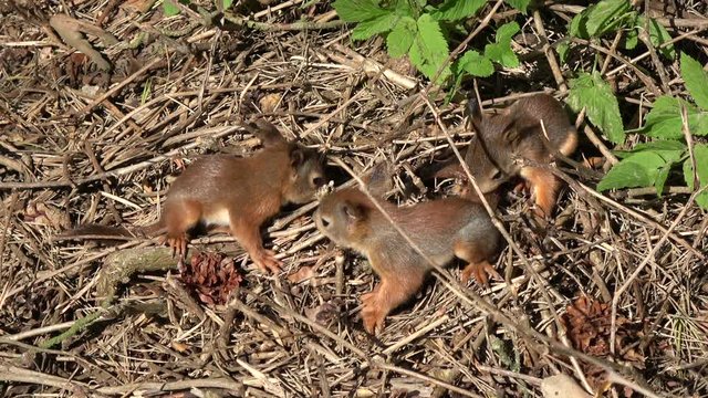Three young beautiful red squirrels playing in park on ground