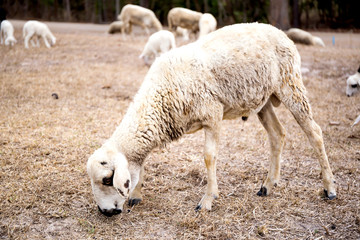 Sheep in nature