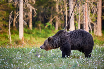 Brown bear in the finnish forest
