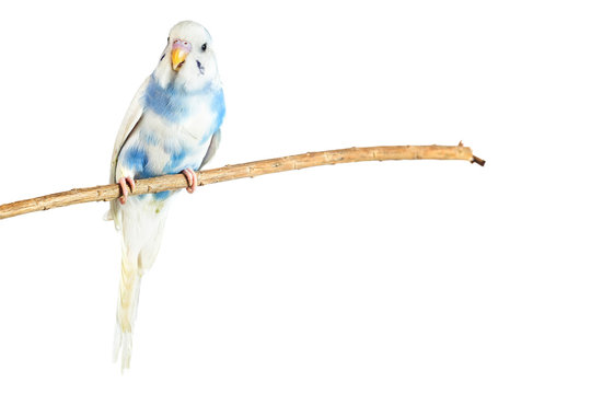 little budgie at tree branch