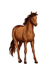 Horse of arabian breed sketch with brown mare