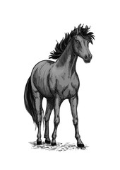 Obraz na płótnie Canvas Horse equine vector sketch symbol