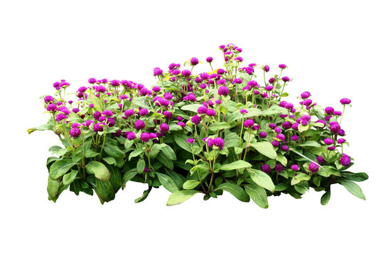 Flower Bush Tree Isolated With Clipping Path