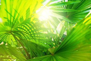 Tropical Palm Leafes Branches Sun Light Natural