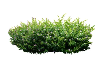 Fotobehang flower bush tree isolated with clipping path © sakdam