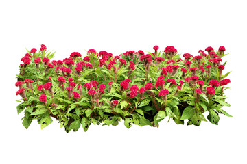 flower bush tree isolated with clipping path