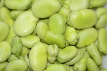 Fava bean