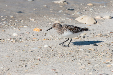 Sandpiper bird and seashells on the beach at the shore.