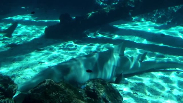 Ocean Life in a big Saltwater Aquarium