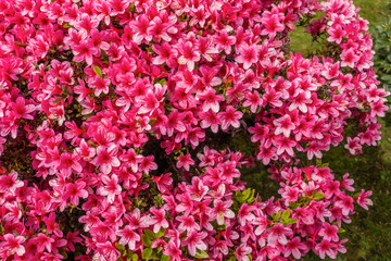 Obraz premium Red Flower Blossoms Macro 2