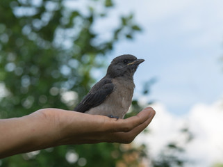 Bird in hand on a day and nature