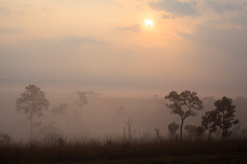Fototapeta na wymiar Misty morning sunrise at Thung Salang Luang National Park Phetchabun,Tung slang luang is Grassland savannah in Thailand