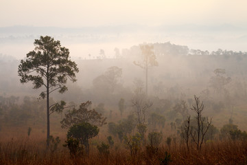 Fog in forest at Thung Salang Luang National Park Phetchabun,Thailand