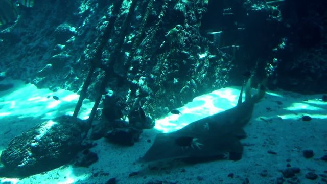 Ocean Life in a big Saltwater Aquarium