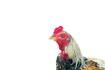 Close up chicken cock head