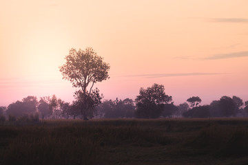 Fototapeta na wymiar The landscape of rice fields are beautiful morning sunrise.