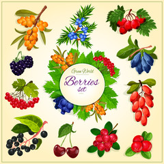 Vector wild berries and fruits set poster