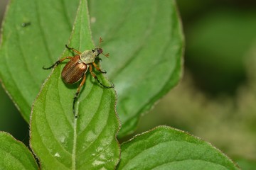 Melolontha melolontha beetle
