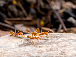 Side view and close-up image of red ants group (Oecophylla smaragdina F.) chasing to threat on cement floor with blurred background