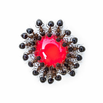 Super macro top view image of group of ants (Meranoplus sp.) eating red sweet droplet in the same order look like a flower isolate on white backgroun