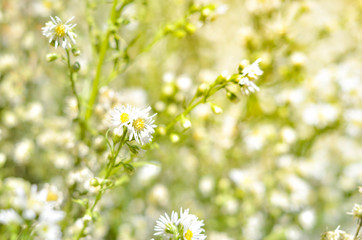 Flower on sunshine day