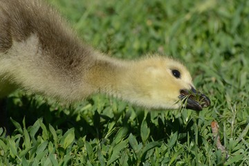 Hungry Canada goose gosling grabbing a bunch of grass in mouth at one time