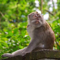 Monkey in the expectation of the tourists, Bali, Indonesia
