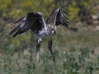 Bonellis eagle (Aquila fasciata)
