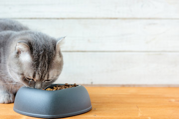 Cat eating pet food