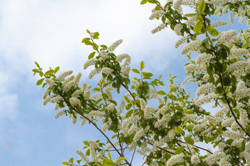 flowering bird cherry tree