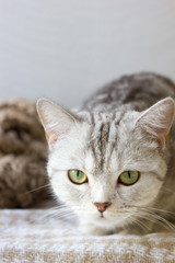 Portrait of britain cat over white background.