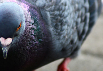 half side of pigeon - front view