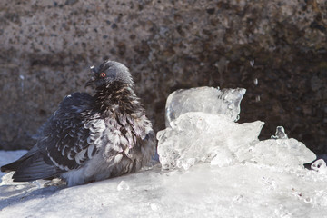dove