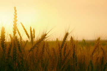 Obraz premium photo of wheat field at sunset