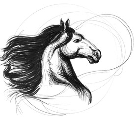 Wild horse ink drawing